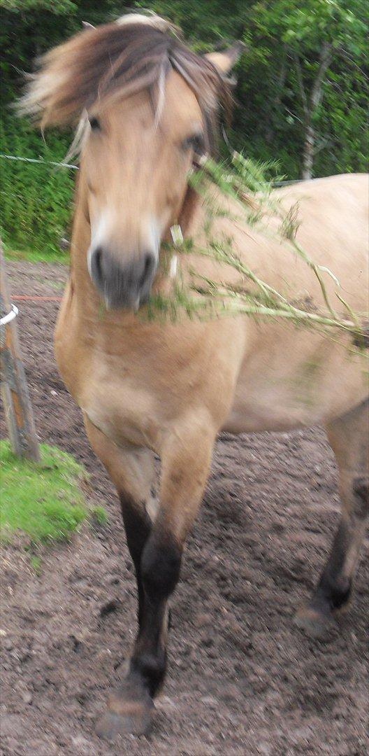 Anden særlig race Apollo , udlånt/solgt på afbetaling billede 5