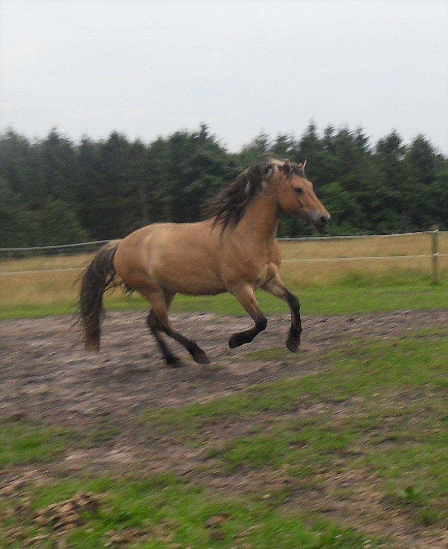 Anden særlig race Apollo , udlånt/solgt på afbetaling billede 6
