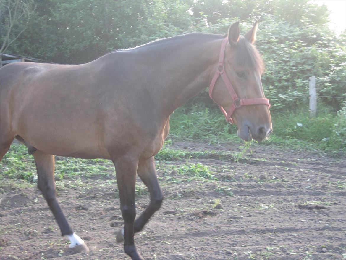 Dansk Varmblod Las-Vegas-EM billede 10