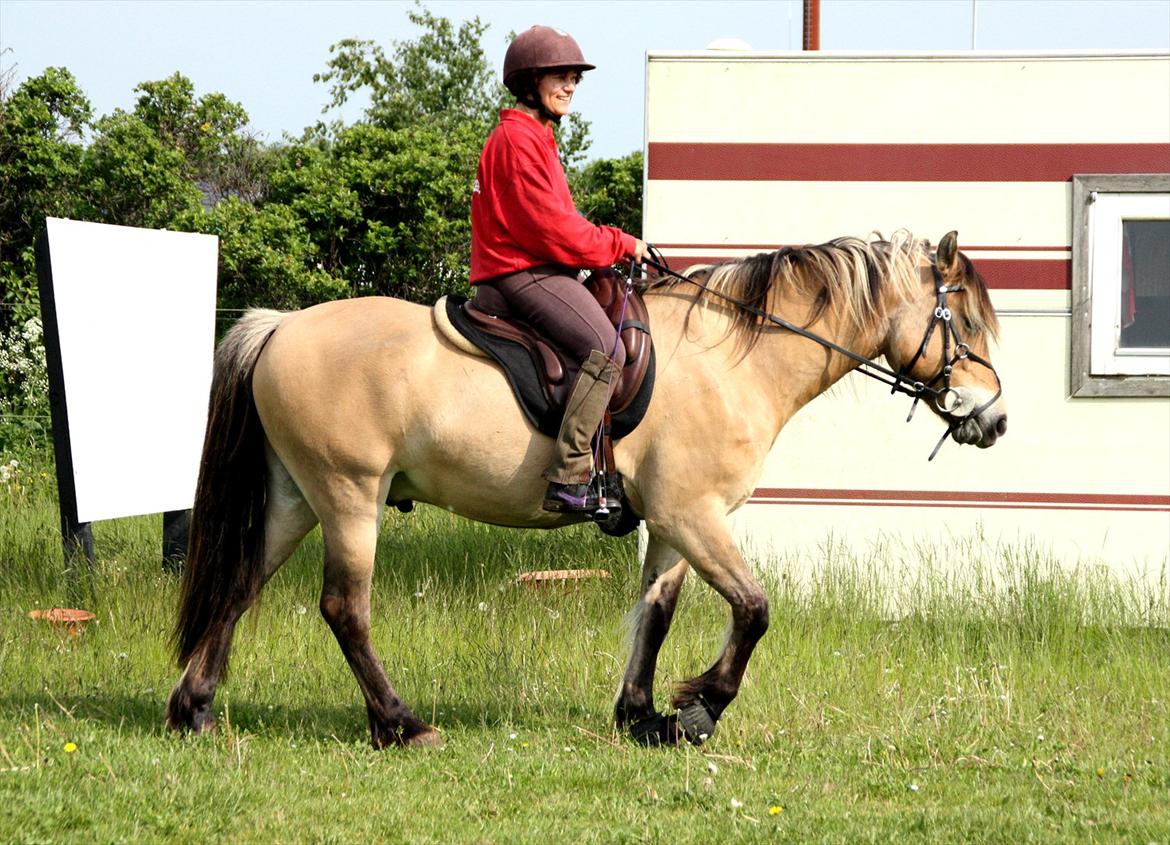 Anden særlig race Apollo , udlånt/solgt på afbetaling billede 7