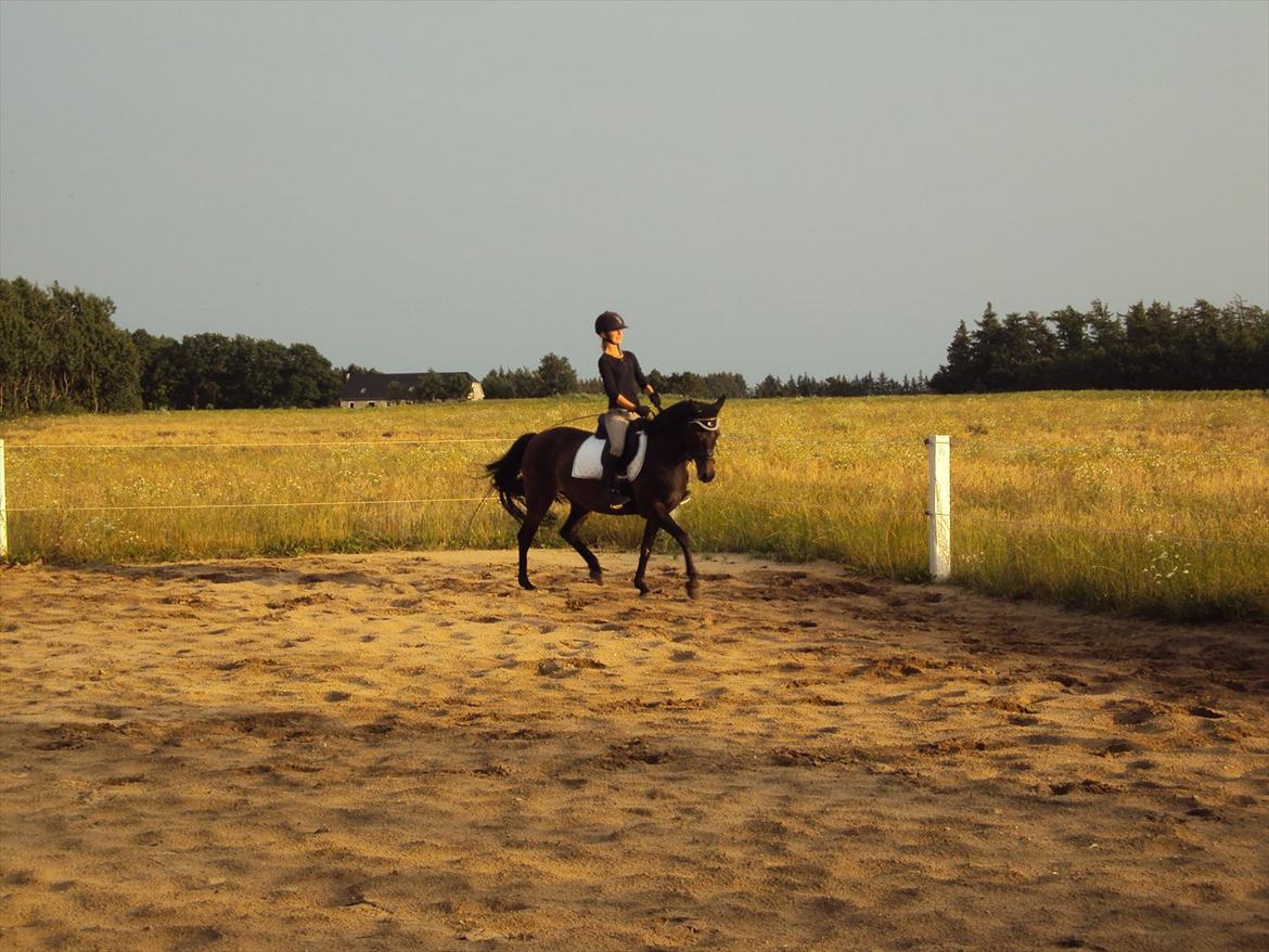 Anden særlig race Maya - Træning efter 14 dages ferie. D.19.7.11 billede 7