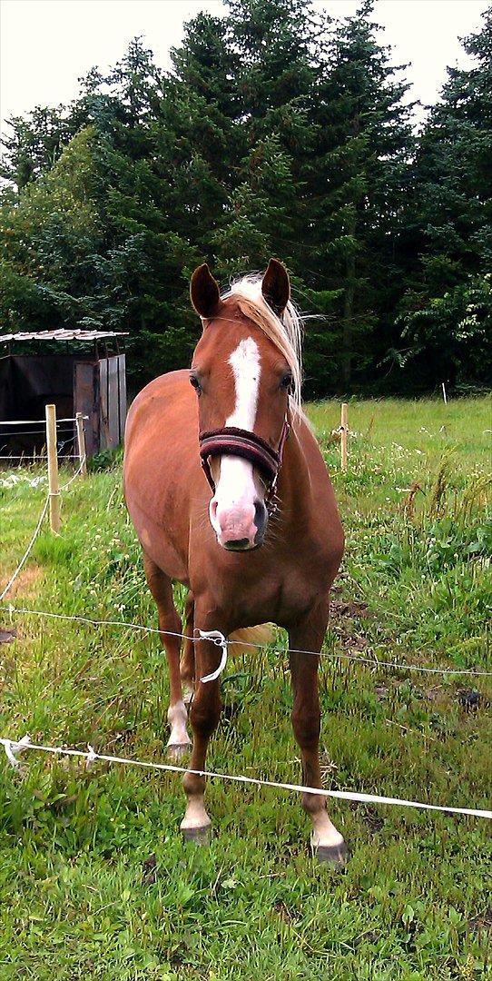 Anden særlig race Maysess[Tidl.Hest] - d. 18/7-2011 billede 1