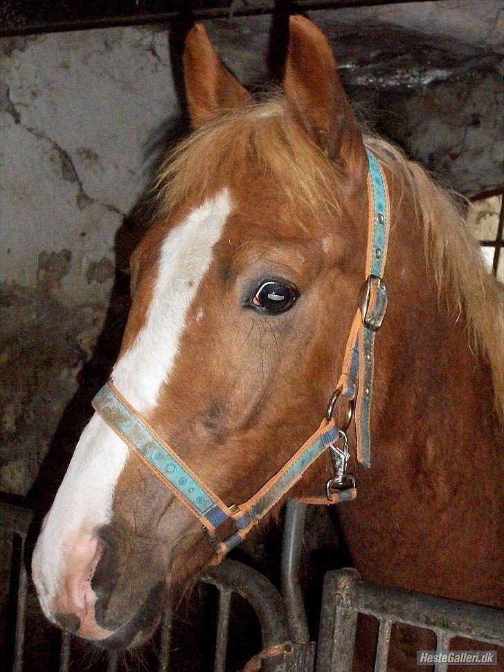 Anden særlig race Maysess[Tidl.Hest] - 2010 billede 18
