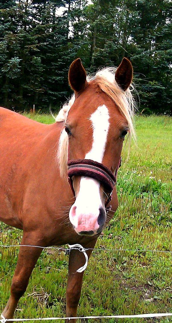 Anden særlig race Maysess[Tidl.Hest] - 18/7-2011 billede 19