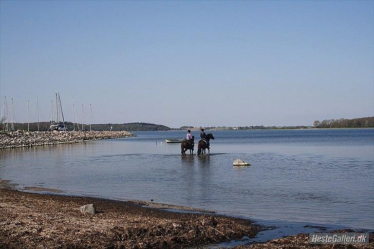 Anden særlig race Dream step *A- PONY!* - veddelev strand med Nicki ;) billede 10