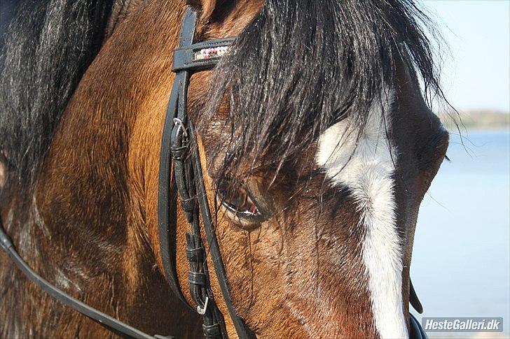 Anden særlig race Dream step *A- PONY!* billede 2