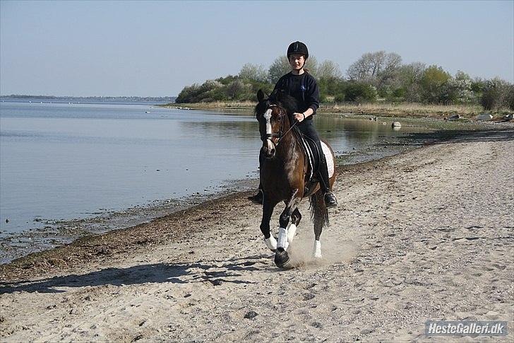 Anden særlig race Dream step *A- PONY!* - ved veddelev strand  billede 11