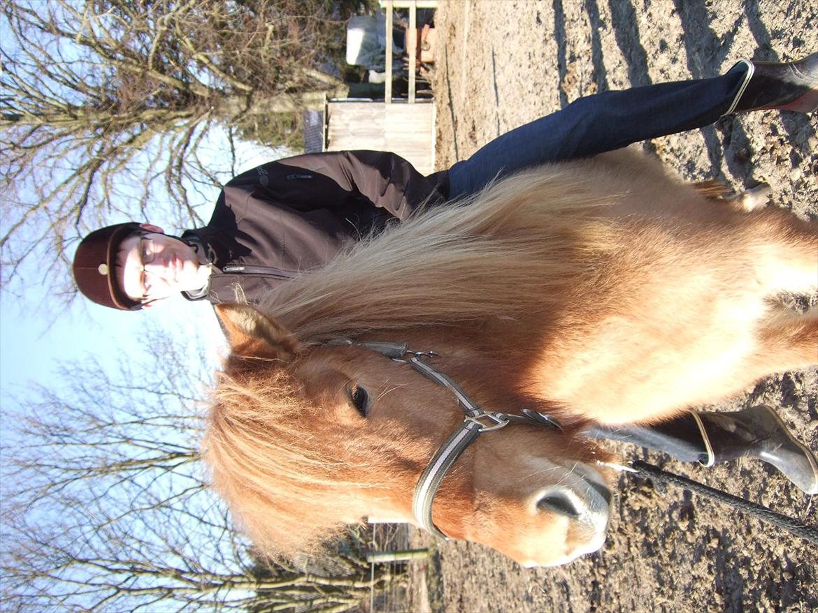 Islænder Freja fra Højbjerg - En af de første gange med rytter, hun er bare så sød :-) billede 14