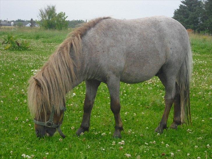 Anden særlig race Laban billede 1