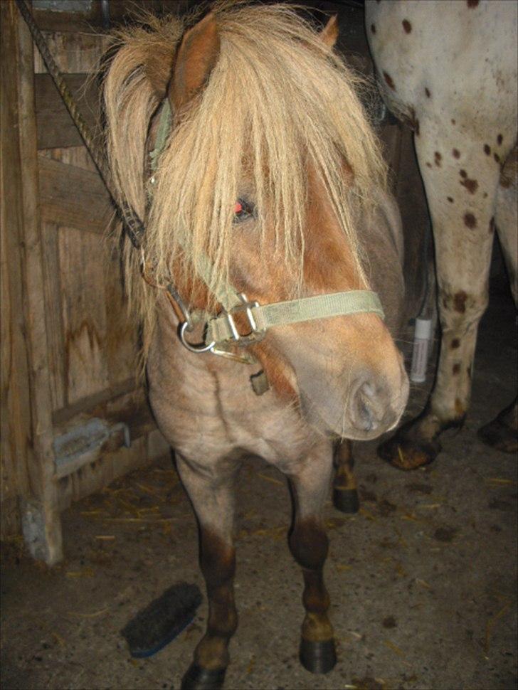 Anden særlig race Laban billede 2