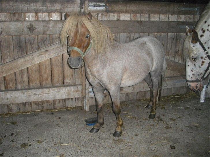 Anden særlig race Laban billede 3