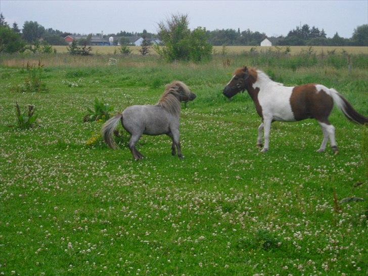 Anden særlig race Laban billede 4