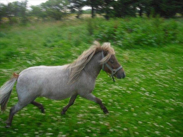 Anden særlig race Laban billede 5