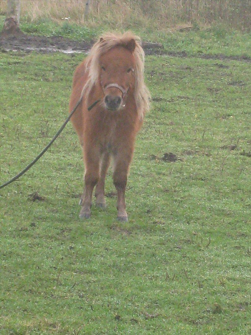 Anden særlig race Laban billede 6