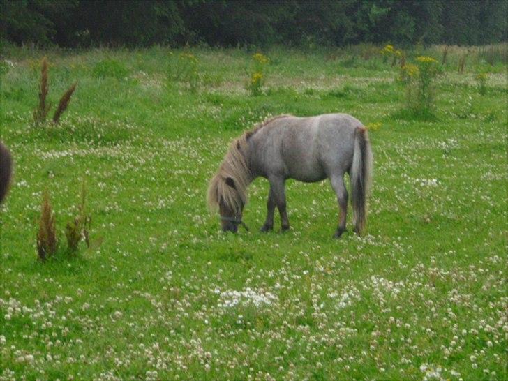 Anden særlig race Laban billede 7