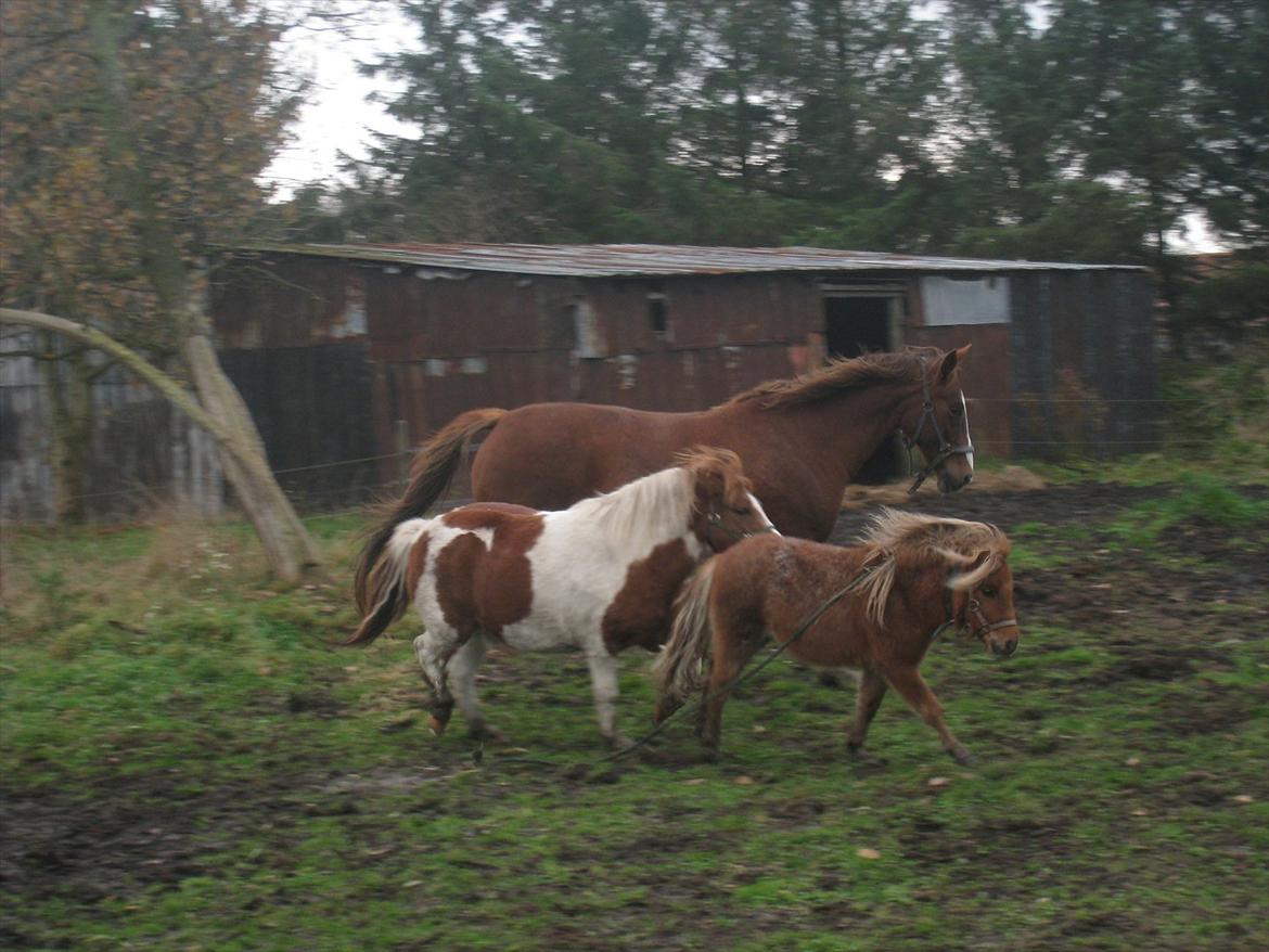 Anden særlig race Laban billede 8