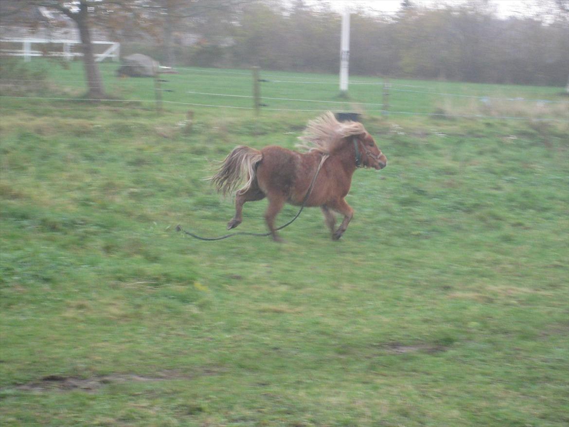 Anden særlig race Laban billede 9