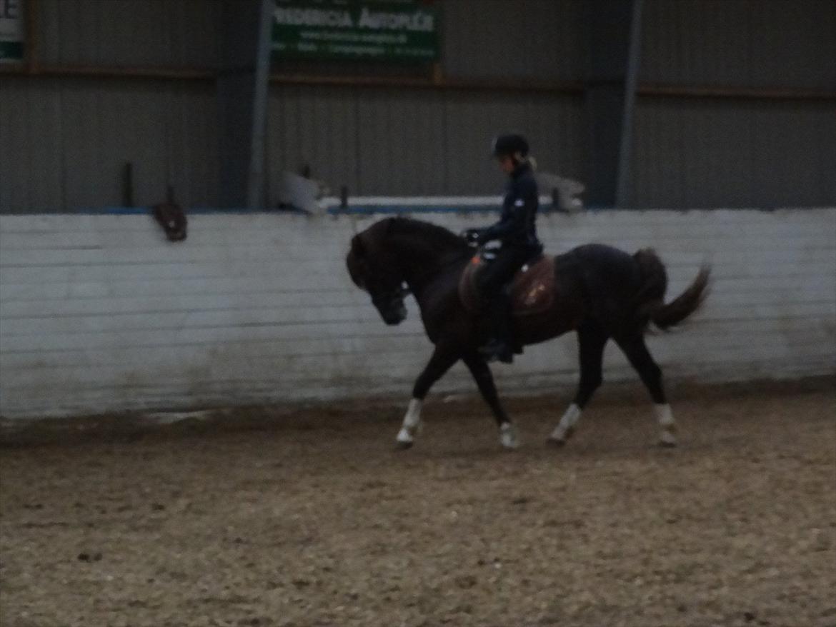 Welsh Pony af Cob-type (sec C) Felinmor Grand Slam SOLGT - Dressur - undskyld den dårlige kvalitet.. billede 17