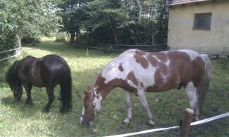 Pinto Tarzan billede 13