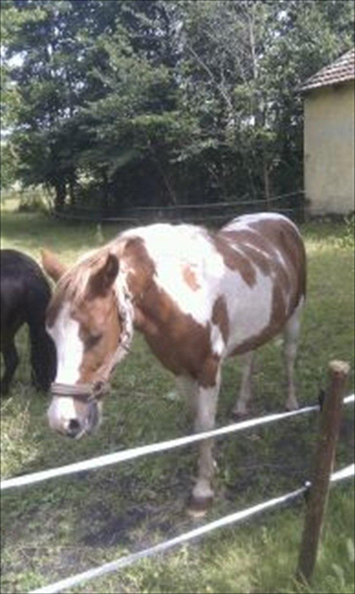 Pinto Tarzan billede 14