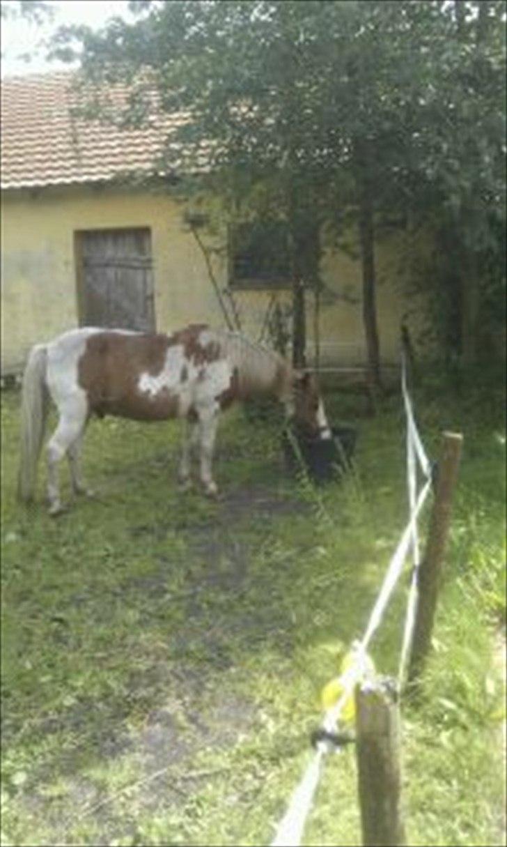 Pinto Tarzan billede 15