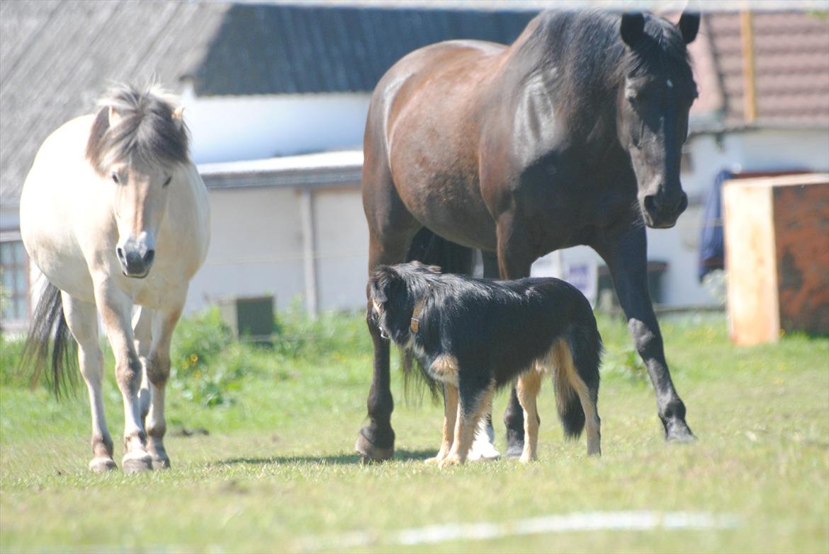 Oldenborg Hjortelund Kolibri - Estrid, Kollie og vores hund bølle :D billede 2