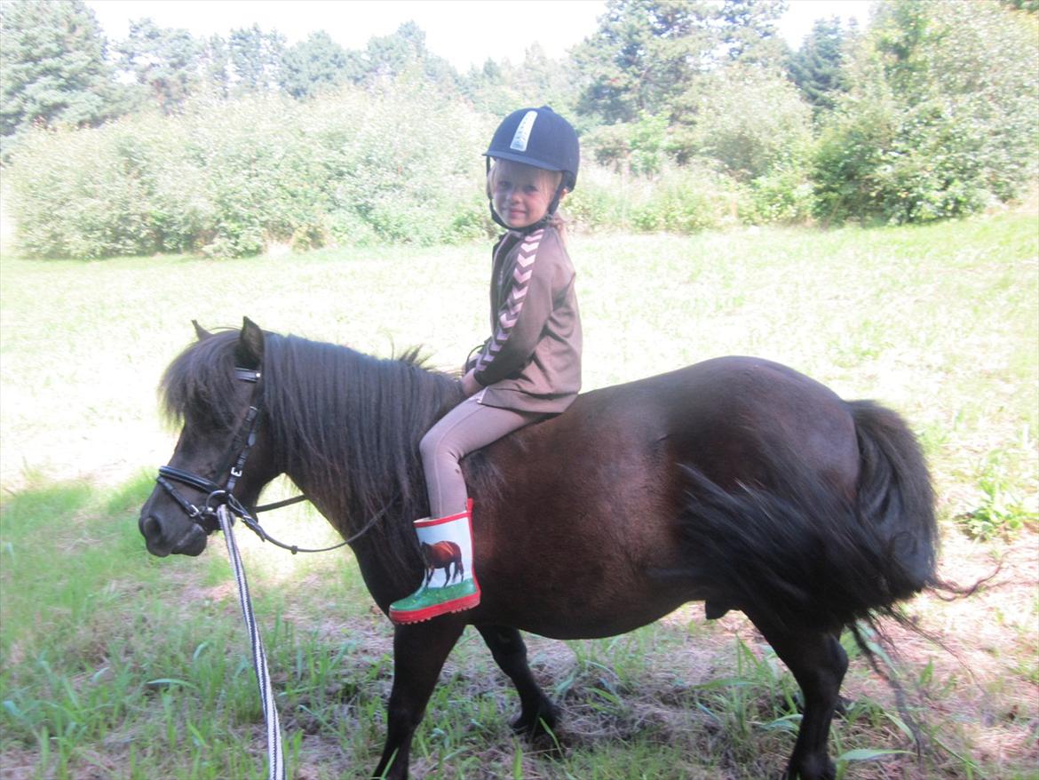 Shetlænder Robin Af Skårupøre - Nikolines første tur i skoven på en hest :) D. 19-07-2011 billede 19