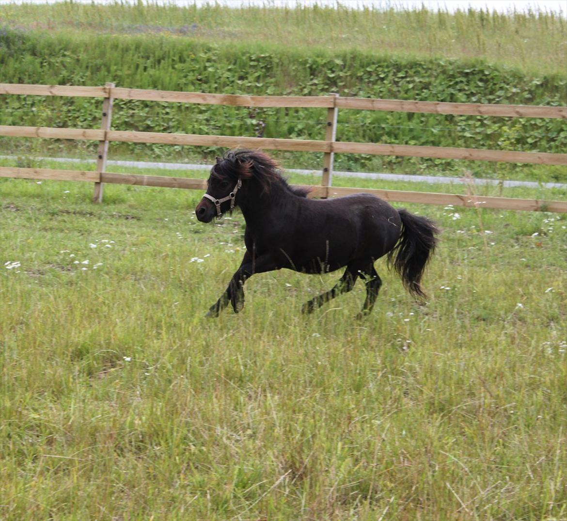 Anden særlig race Pindstruphavens Nova - Smukke dukken :) billede 15