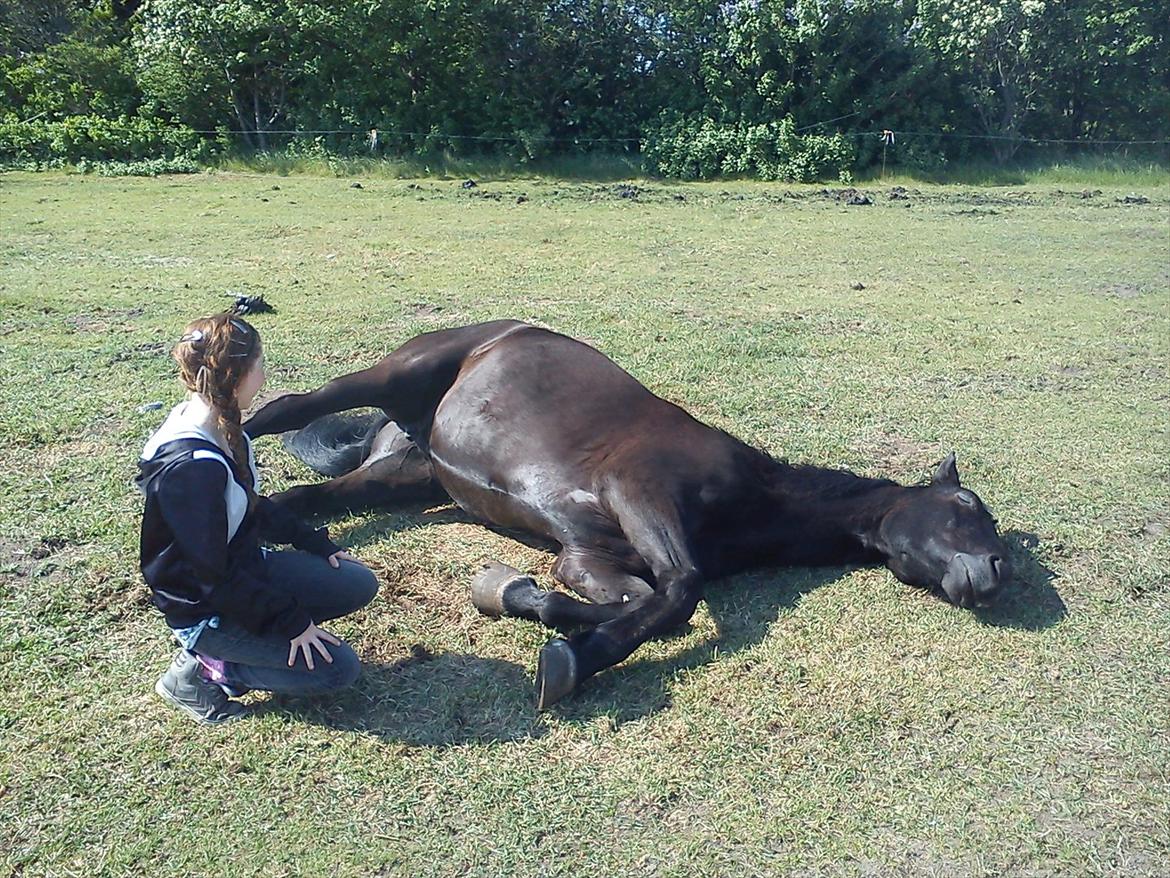 Oldenborg Hjortelund Kolibri - Hygge med Simone på folden :D ♥
 billede 12