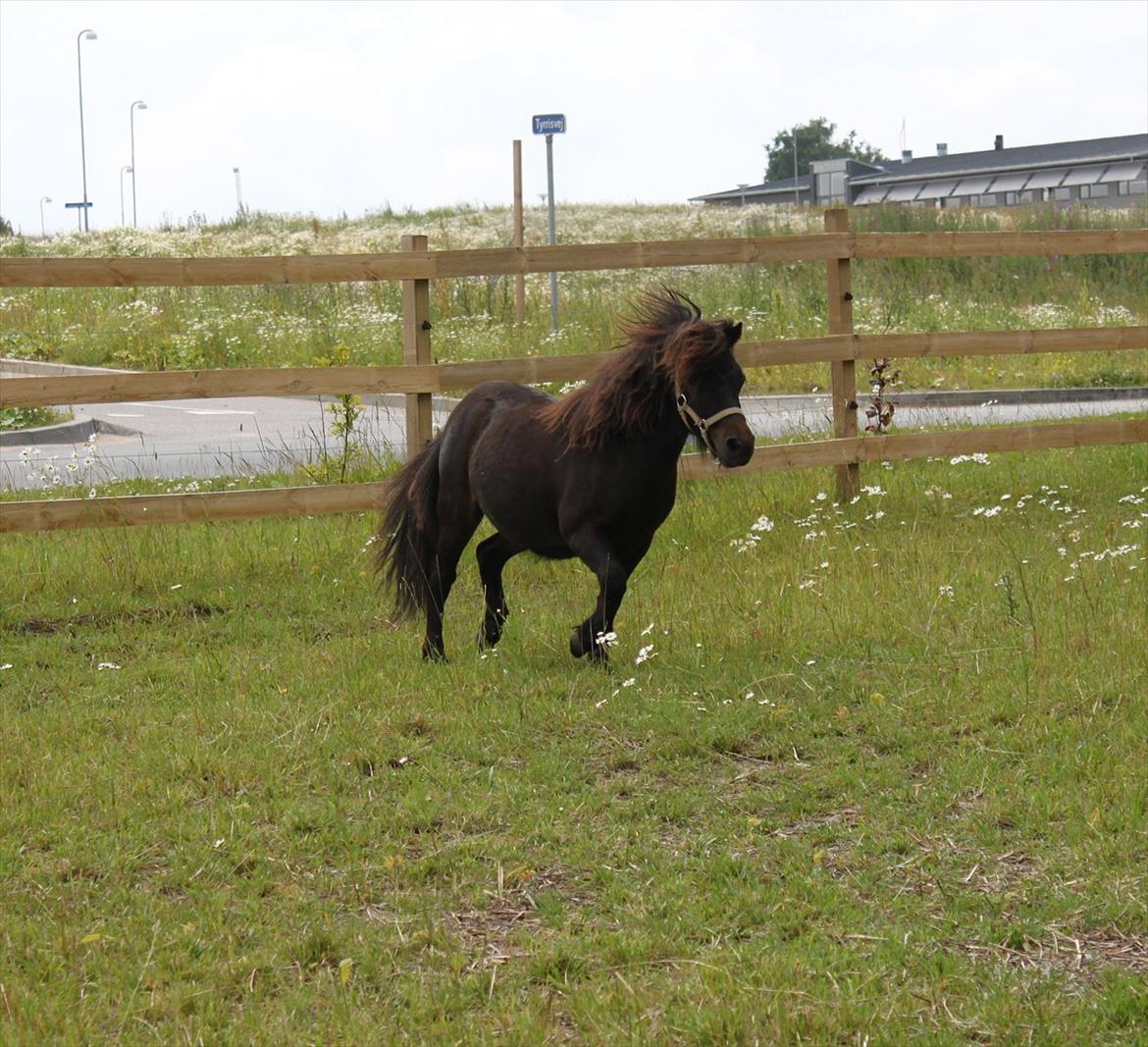 Anden særlig race Pindstruphavens Nova - Lækker er jeg da ;) billede 16