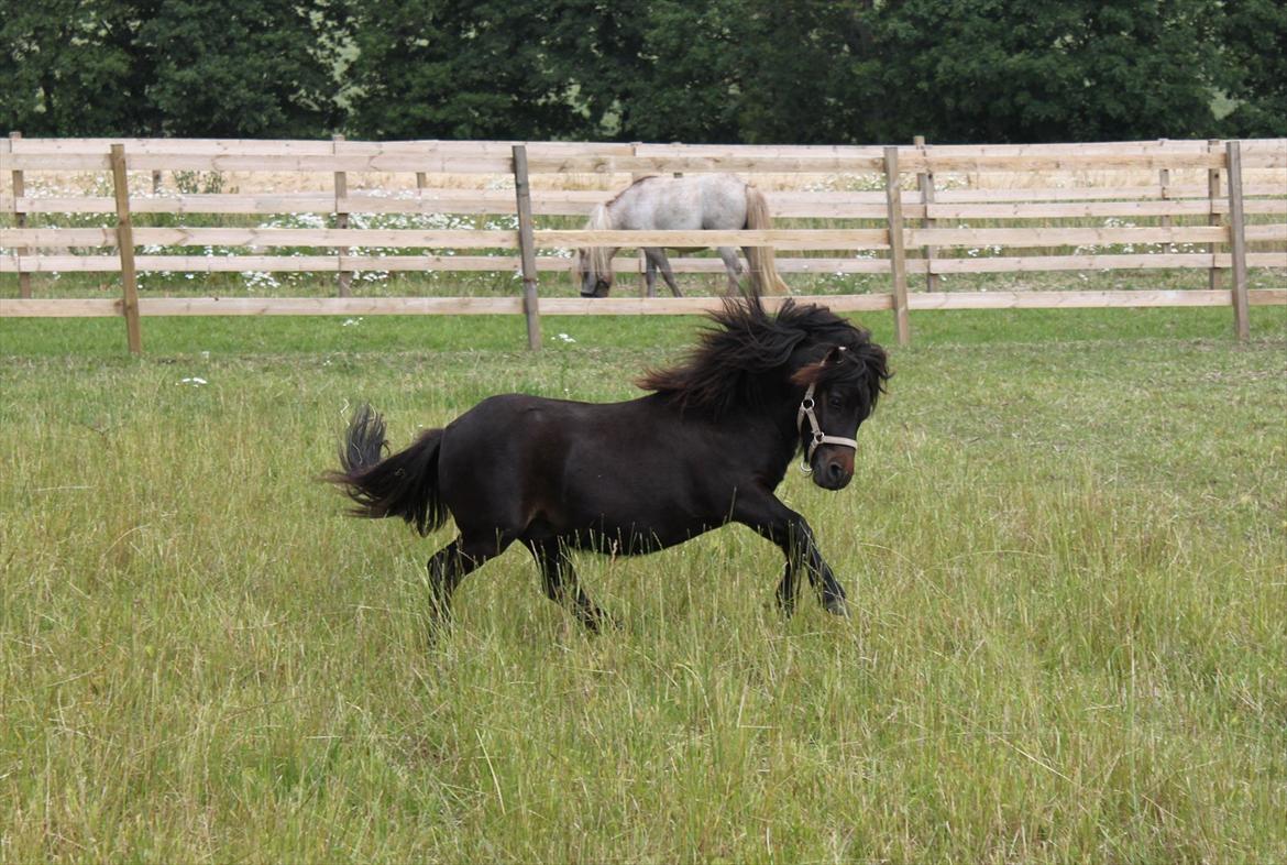 Anden særlig race Pindstruphavens Nova - Jeg elsker græs :D billede 17