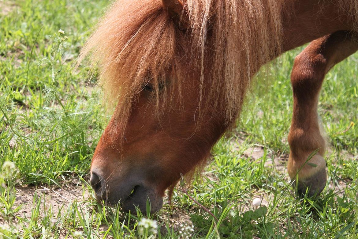Anden særlig race Sille ll - Græs er altid godt :) billede 14