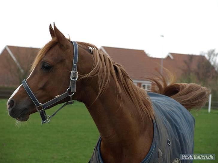 Arabisk fuldblod (OX) Pelee billede 9