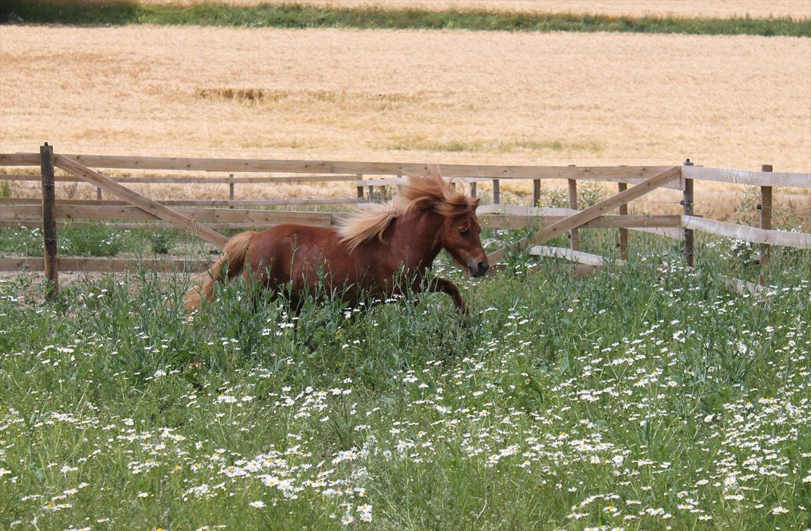 Anden særlig race Sille ll - Løb i det høje græs/blomster :D billede 15