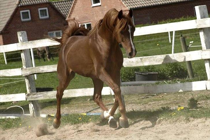 Arabisk fuldblod (OX) Pelee billede 2