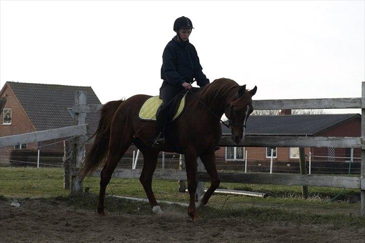 Arabisk fuldblod (OX) Pelee billede 4