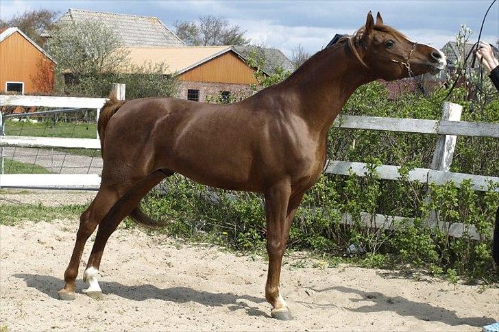 Arabisk fuldblod (OX) Pelee billede 1