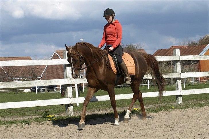 Arabisk fuldblod (OX) Pelee billede 6