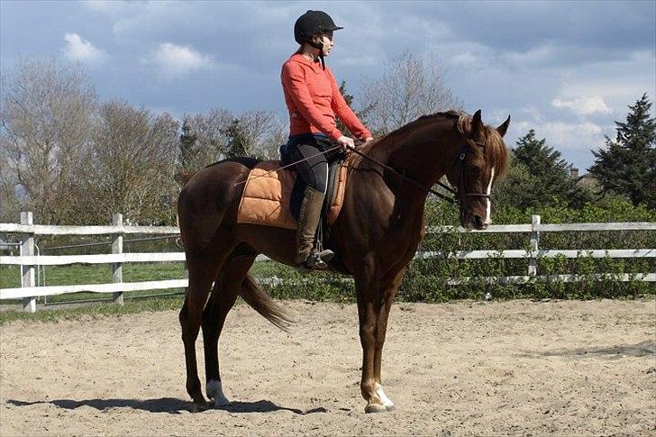 Arabisk fuldblod (OX) Pelee billede 7