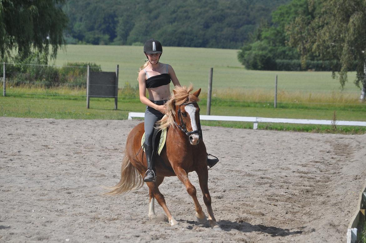 Anden særlig race Asterix † - Galop (: (Kig ikke på min mave, nyd nu bare hesten :D) billede 3