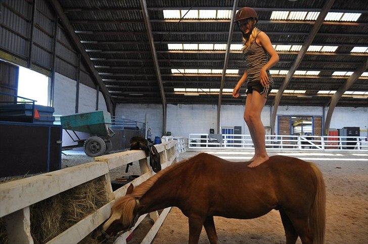 Anden særlig race Asterix † - Sidste år på ridelejre, du for sej pony (: billede 4