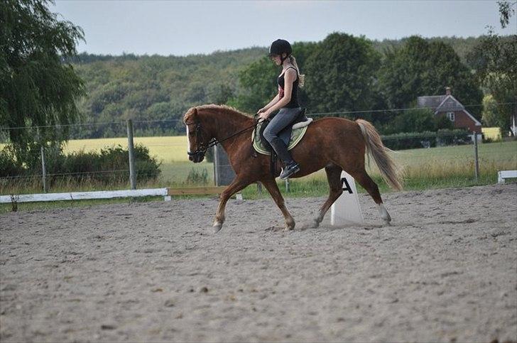 Anden særlig race Asterix † - Trav, trav og atter trav :P MØS :* billede 5