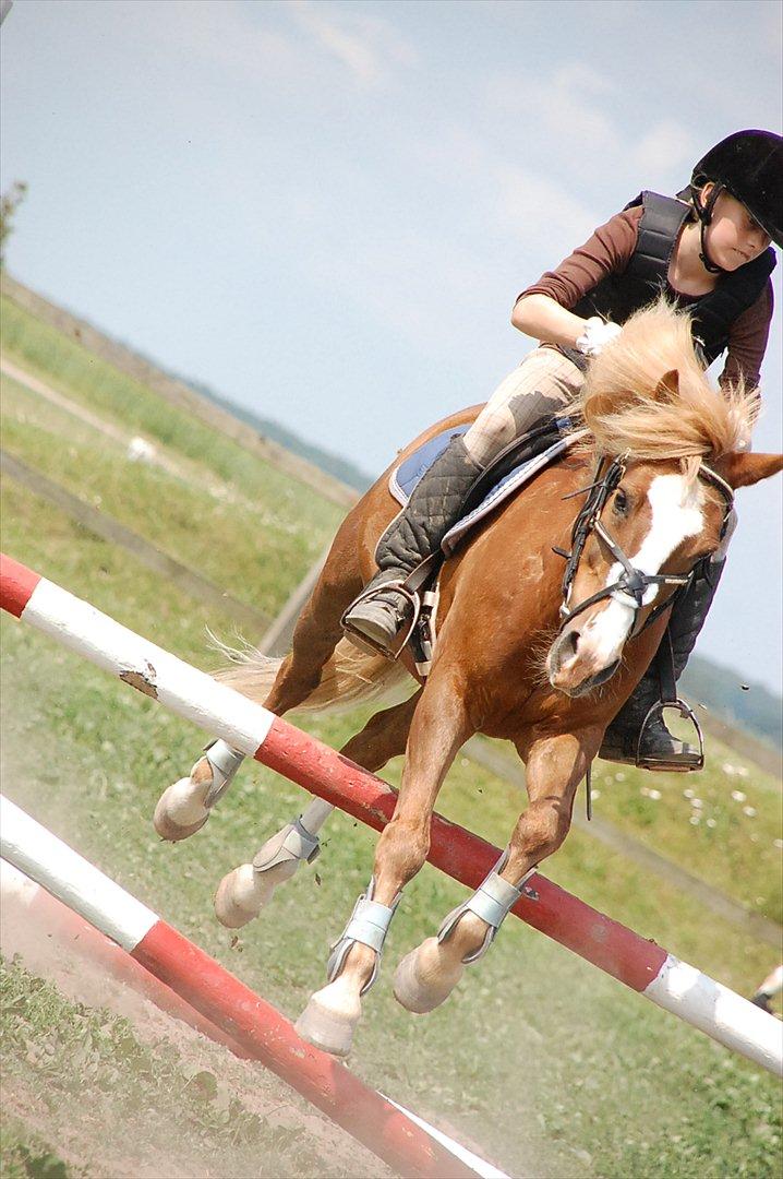 Anden særlig race Asterix † - Fra vores første år på ridelejre (: HOP  billede 6