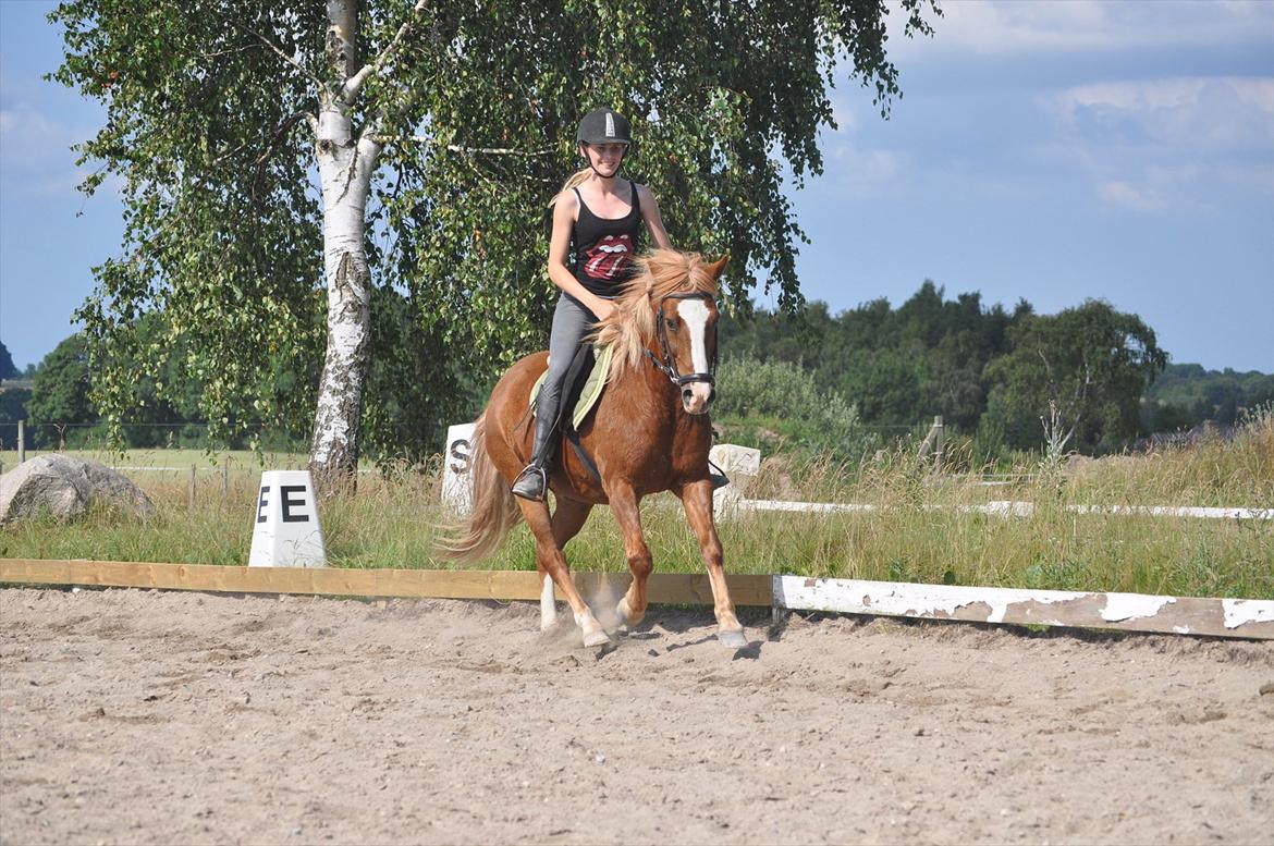 Anden særlig race Asterix † billede 7