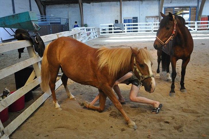 Anden særlig race Asterix † - Når man så fint bukker (: billede 8