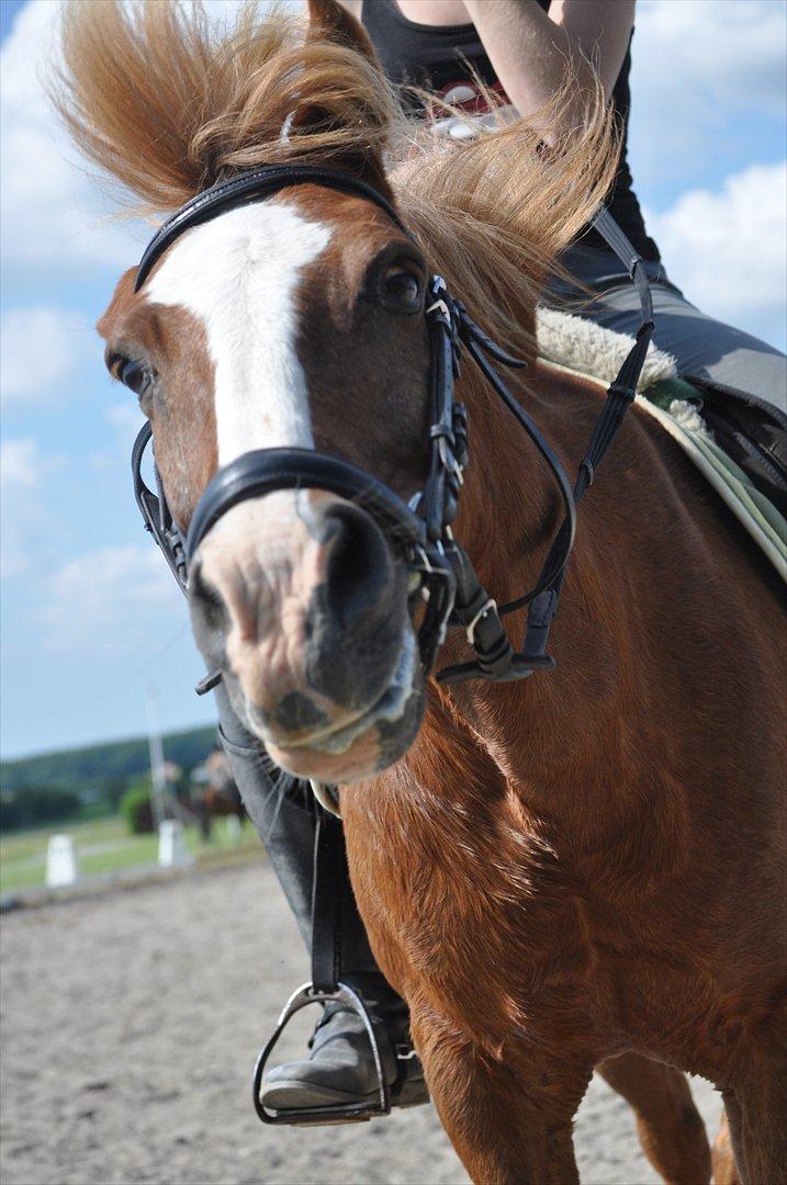 Anden særlig race Asterix † - Crazy Look (: Ryste, ryste ..  billede 9