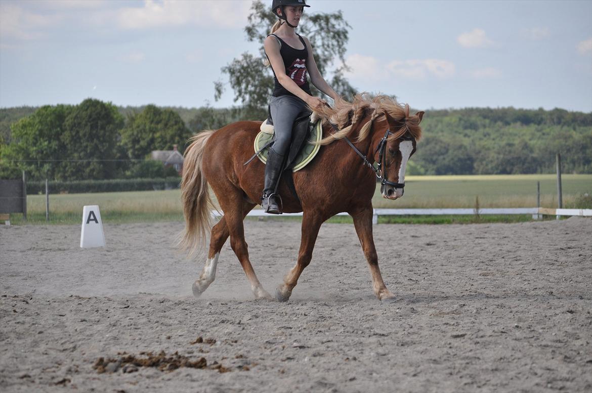 Anden særlig race Asterix † billede 10