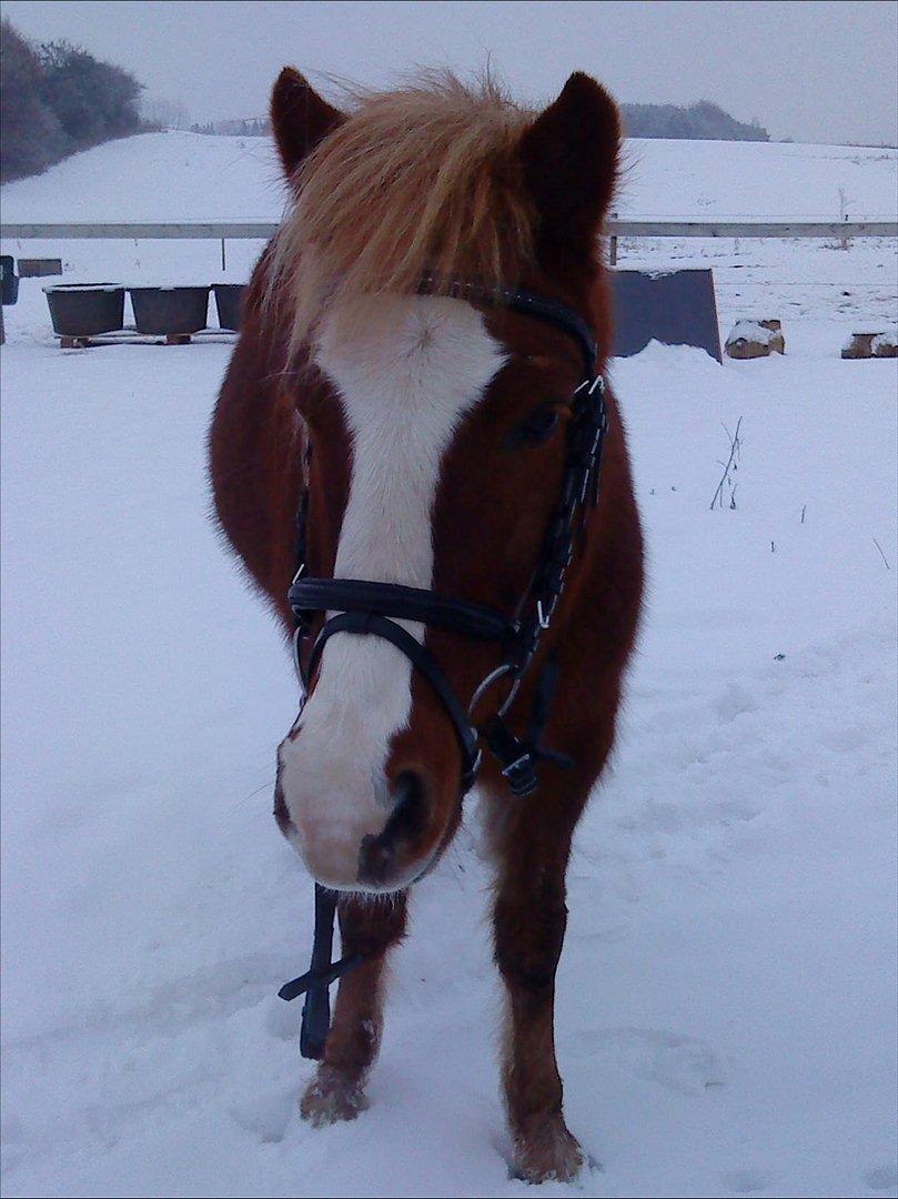 Anden særlig race Asterix † billede 13