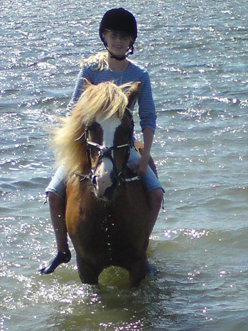 Anden særlig race Asterix † - Ved Avnø strand :P billede 14