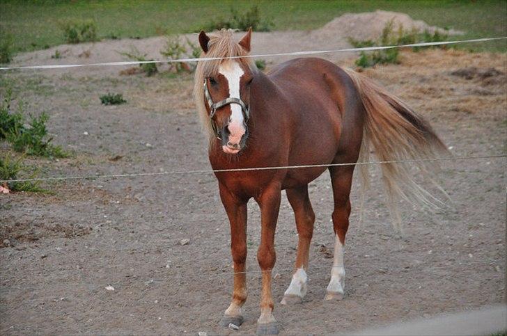 Anden særlig race Asterix † billede 17